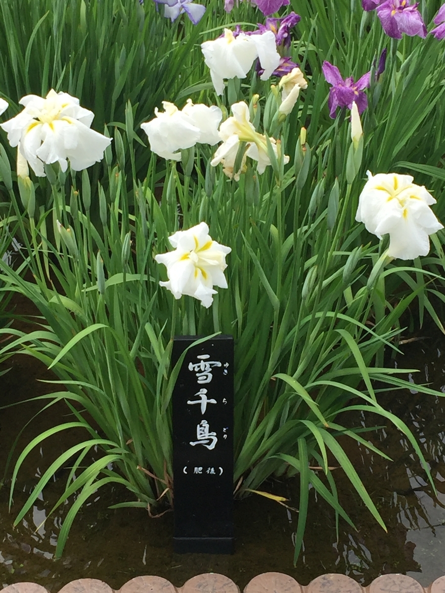 f:id:kssa8008:20200607141722j:plain f:id:kssa8008:20200607141722j:plain