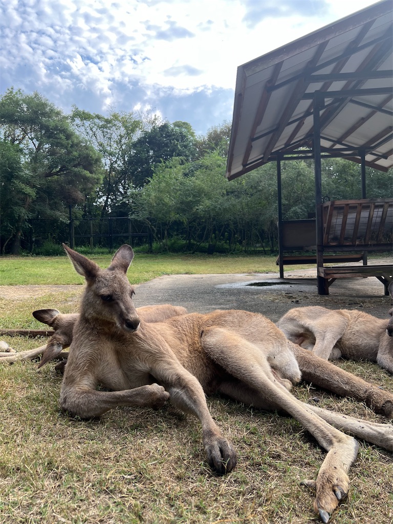 カンガルーがねそべっている