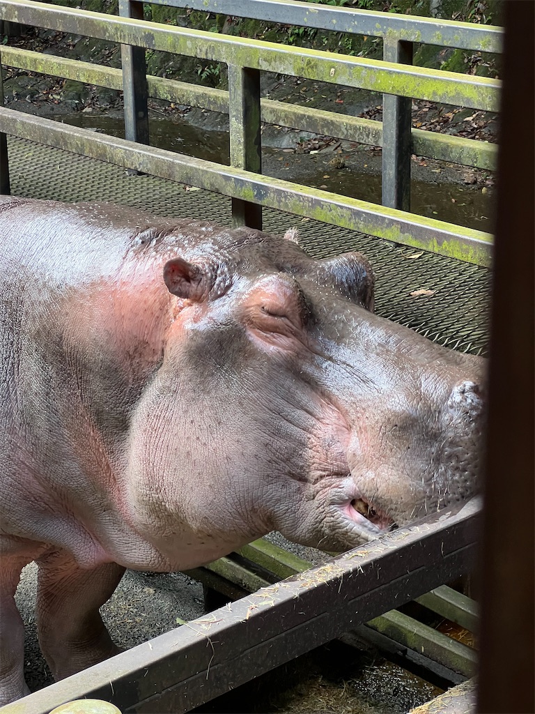 カバのアップ。かわいい