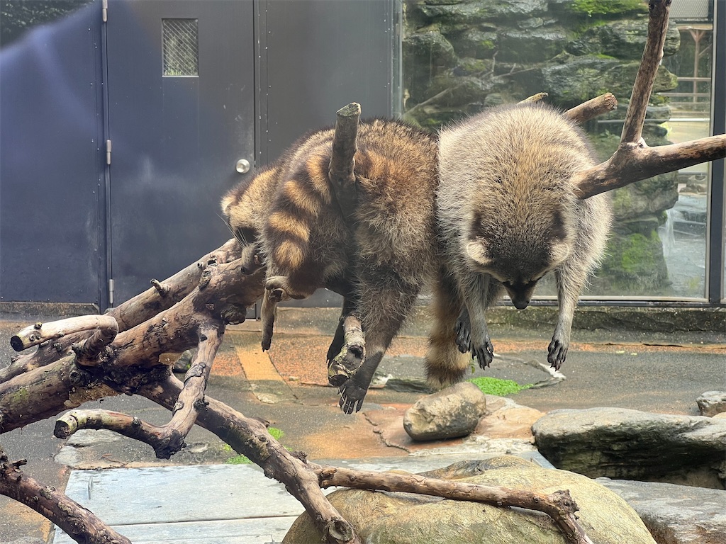 アライグマが枝に干されているように眠っている