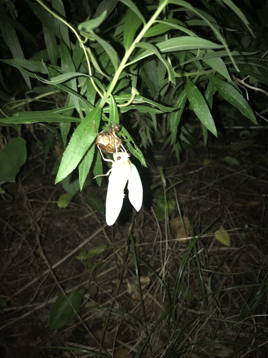 f:id:kstkv:20190828221736j:plain