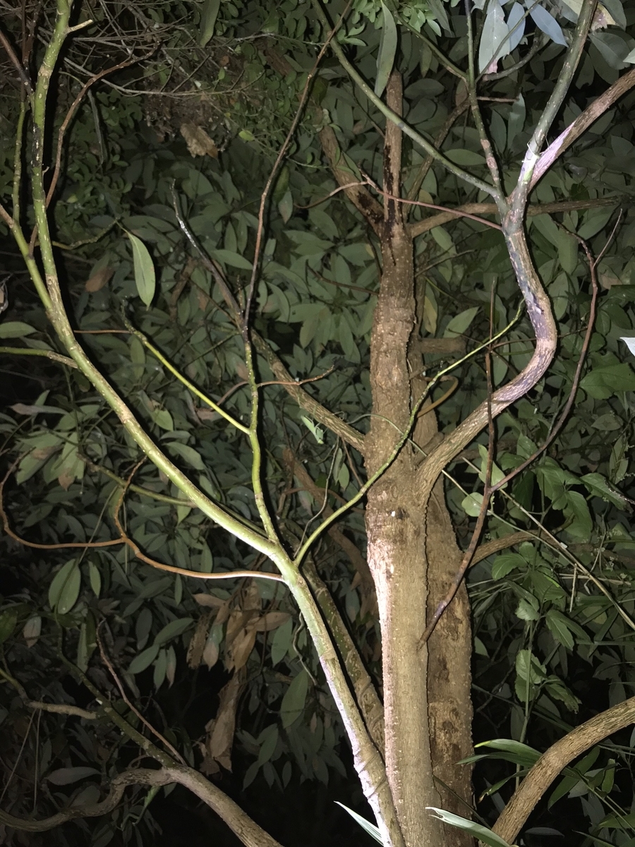f:id:kstkv:20190828221809j:plain