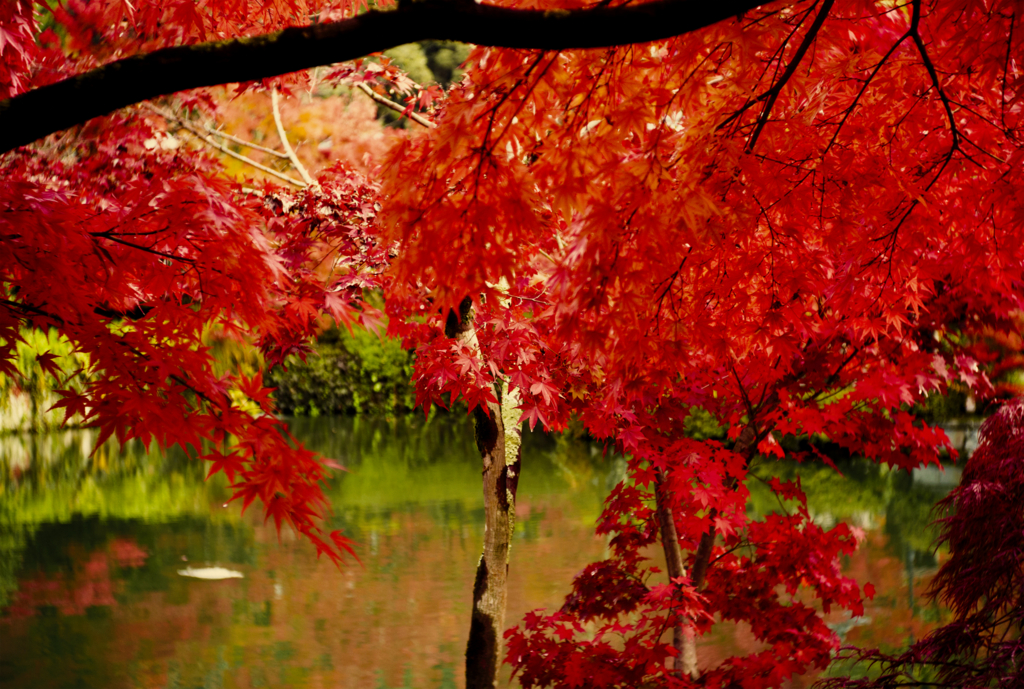 f:id:kt-photo:20170417194055j:plain