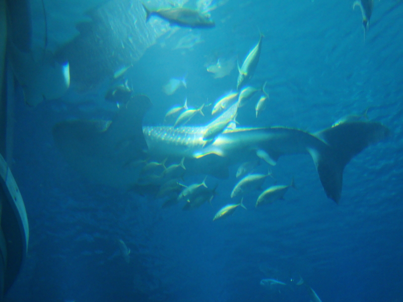 f:id:kt136889:20110326120714j:image f:id:kt136889:20110326120714j:image