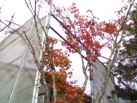 f:id:kt44:20081111132937j:image