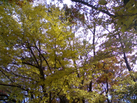 f:id:kt44:20081111133338j:image