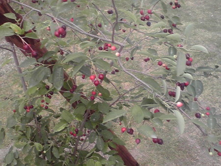 f:id:kt44:20090613112300j:image