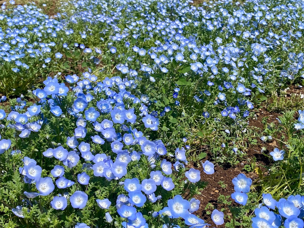 f:id:kt6119:20250507133553j:image