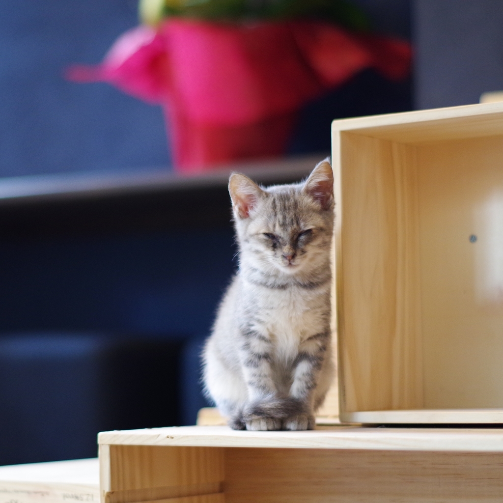 東京 谷中の猫カフェ Kt 11の日記