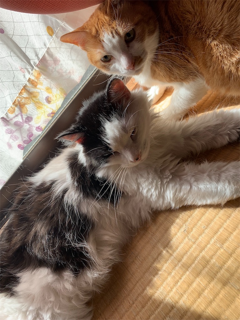 f:id:ktakeshi1214:20181105121405j:image f:id:ktakeshi1214:20181105121405j:image