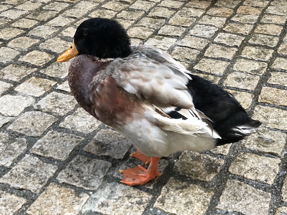 f:id:ktanaka117:20180325163820j:plain f:id:ktanaka117:20180325163820j:plain