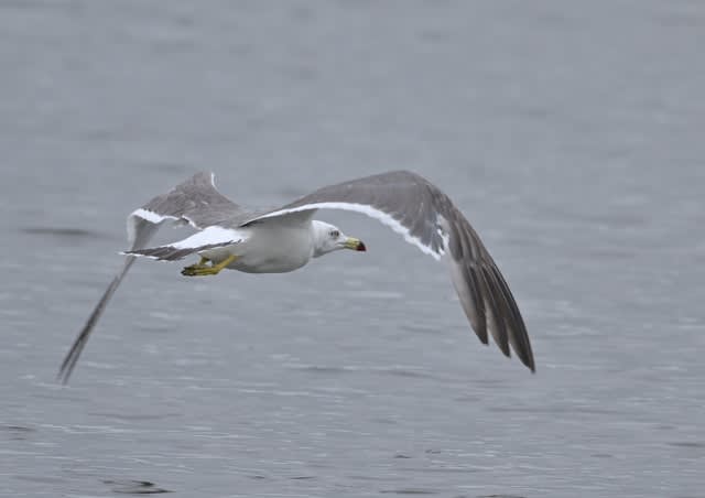 ウミネコ 海猫 2023.8.8 - あいの里鳥日記 ver2