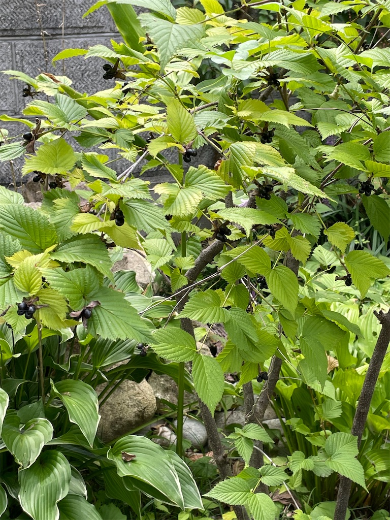 f:id:kthare:20230211095744j:image