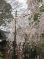 [国府台で桜を見に]