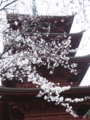 [法華経寺の桜]