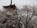 [法華経寺の桜]