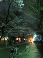 [夜桜見物]