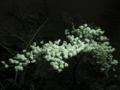 [夜桜見物]