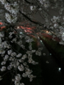 [夜桜見物]