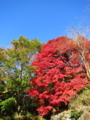 [紅葉の筑波山へ]