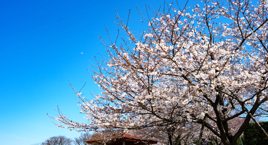 f:id:ktkt0231sh54ba:20180402161625p:plain f:id:ktkt0231sh54ba:20180402161625p:plain