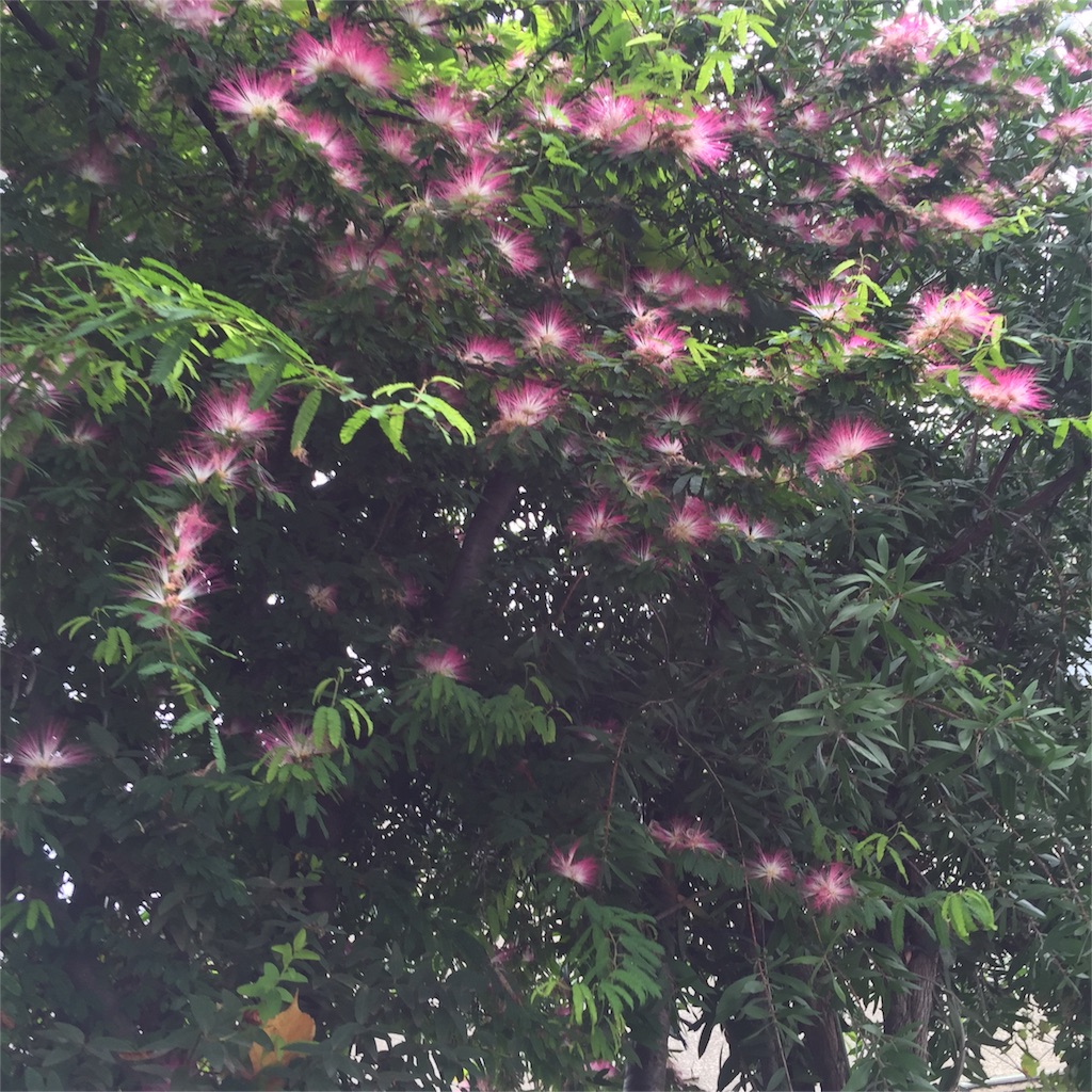 f:id:ktoku3:20160901184209j:image f:id:ktoku3:20160901184209j:image