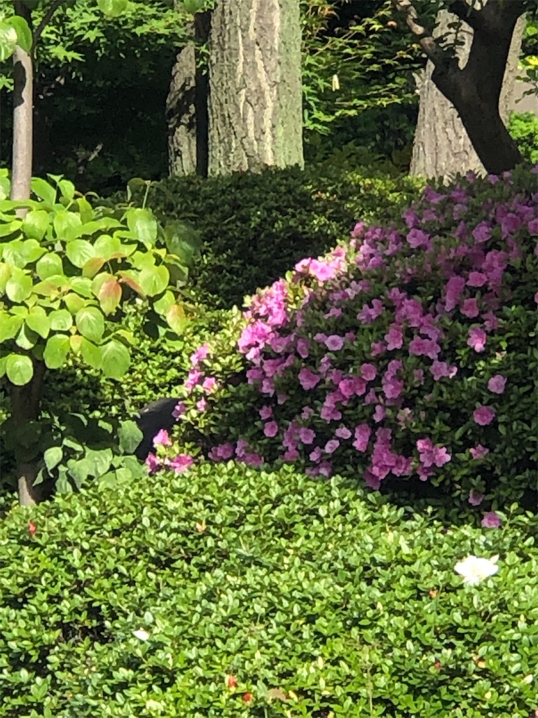 f:id:ktoku3:20190524224609j:image f:id:ktoku3:20190524224609j:image