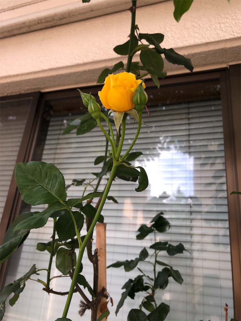 f:id:ktoku3:20190524224617j:image f:id:ktoku3:20190524224617j:image