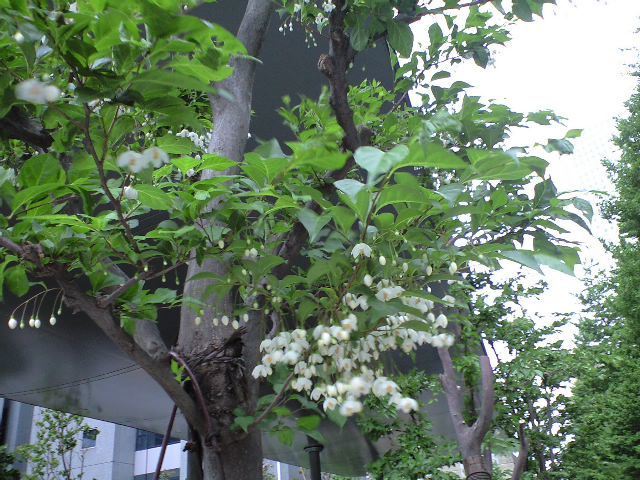 画像を等倍で表示します 画像