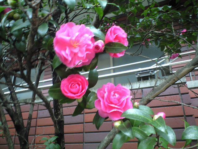 画像を等倍で表示します 画像