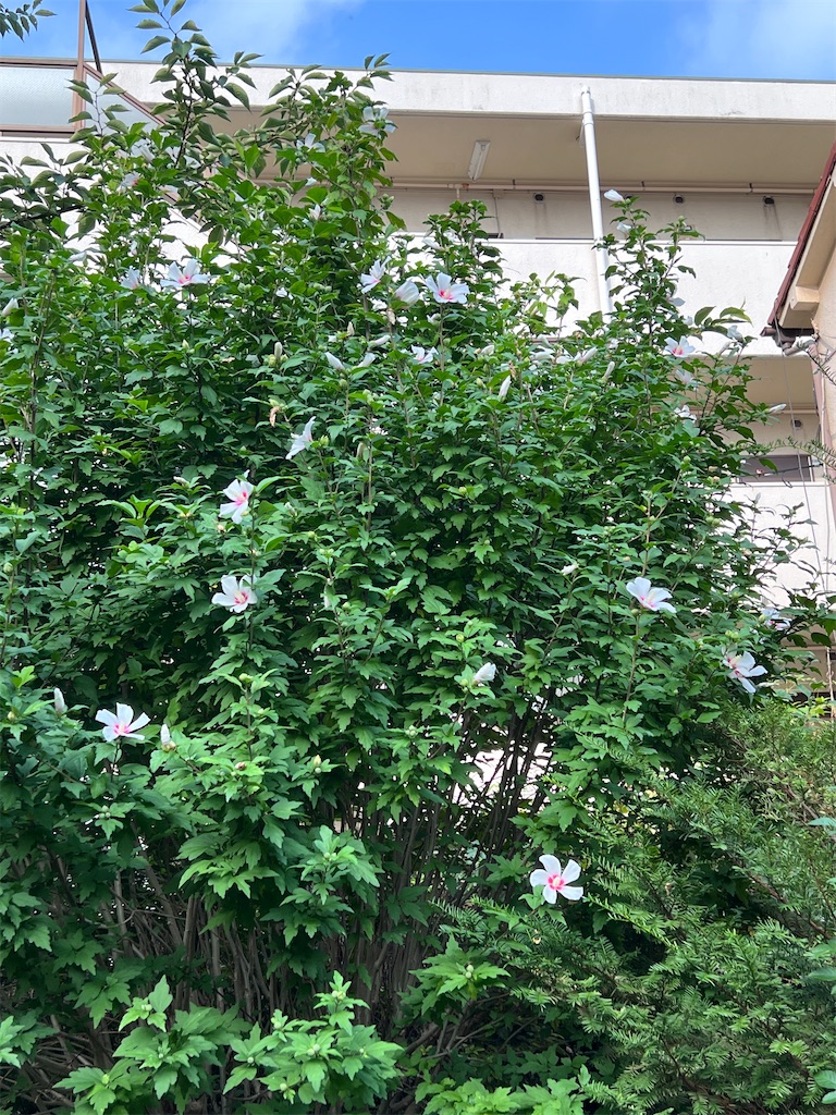 f:id:ktoku3:20260724171008j:image