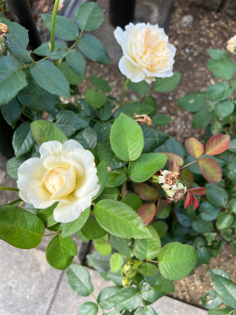 f:id:ktoku3:20260724171011j:image
