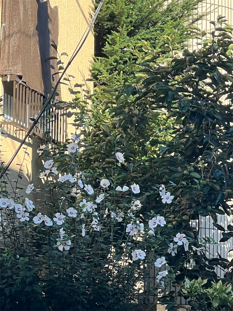 f:id:ktoku3:20260802105859j:image