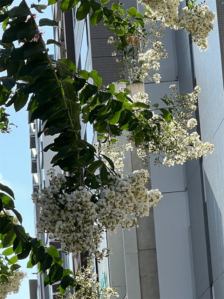f:id:ktoku3:20260807191913j:image