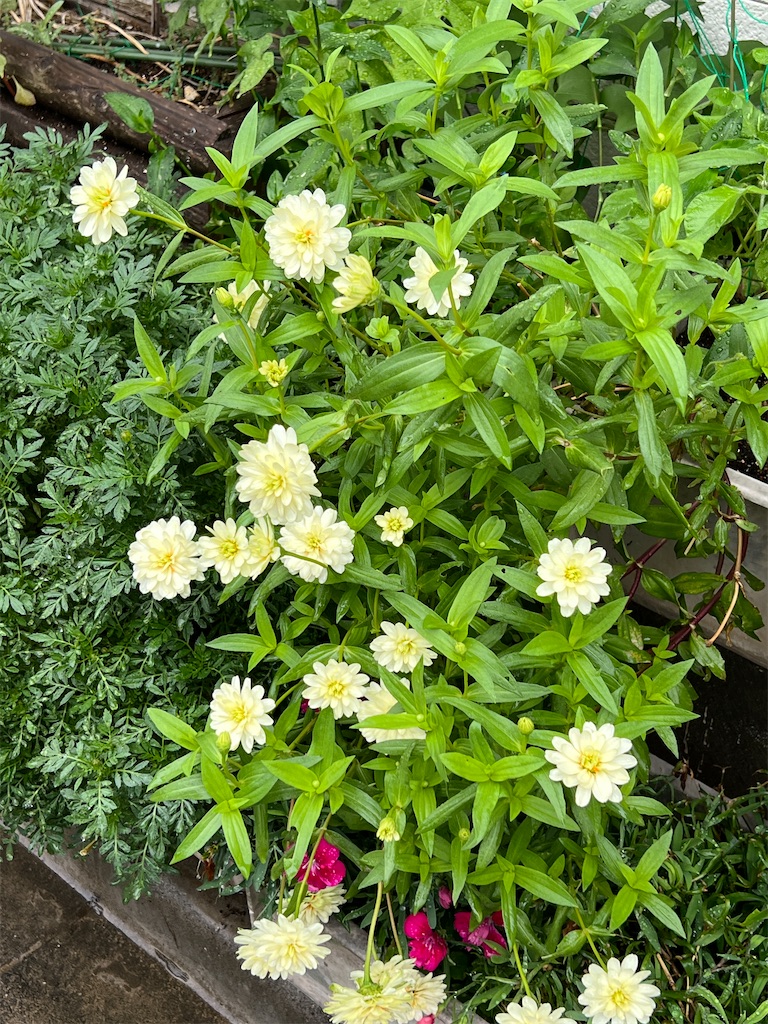 f:id:ktoku3:20260807192602j:image