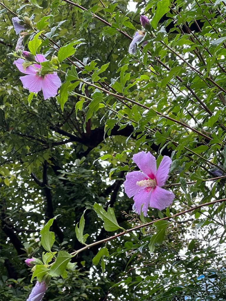 f:id:ktoku3:20260807192608j:image