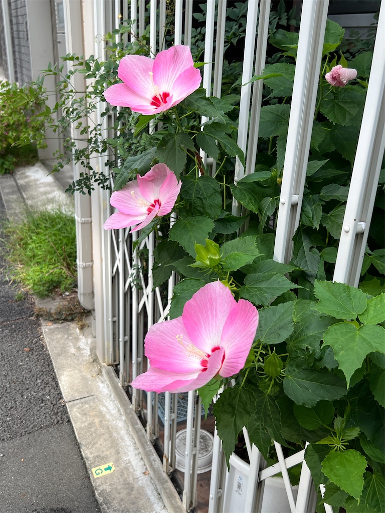f:id:ktoku3:20260822102439j:image