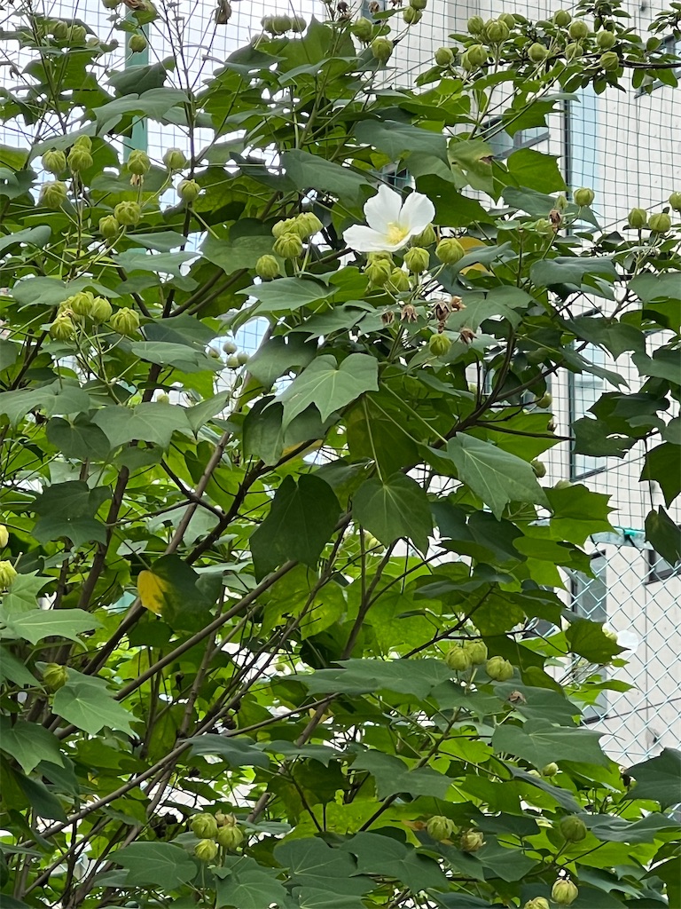 f:id:ktoku3:20260822102450j:image