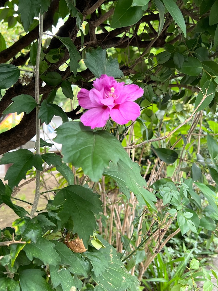 f:id:ktoku3:20260904082840j:image