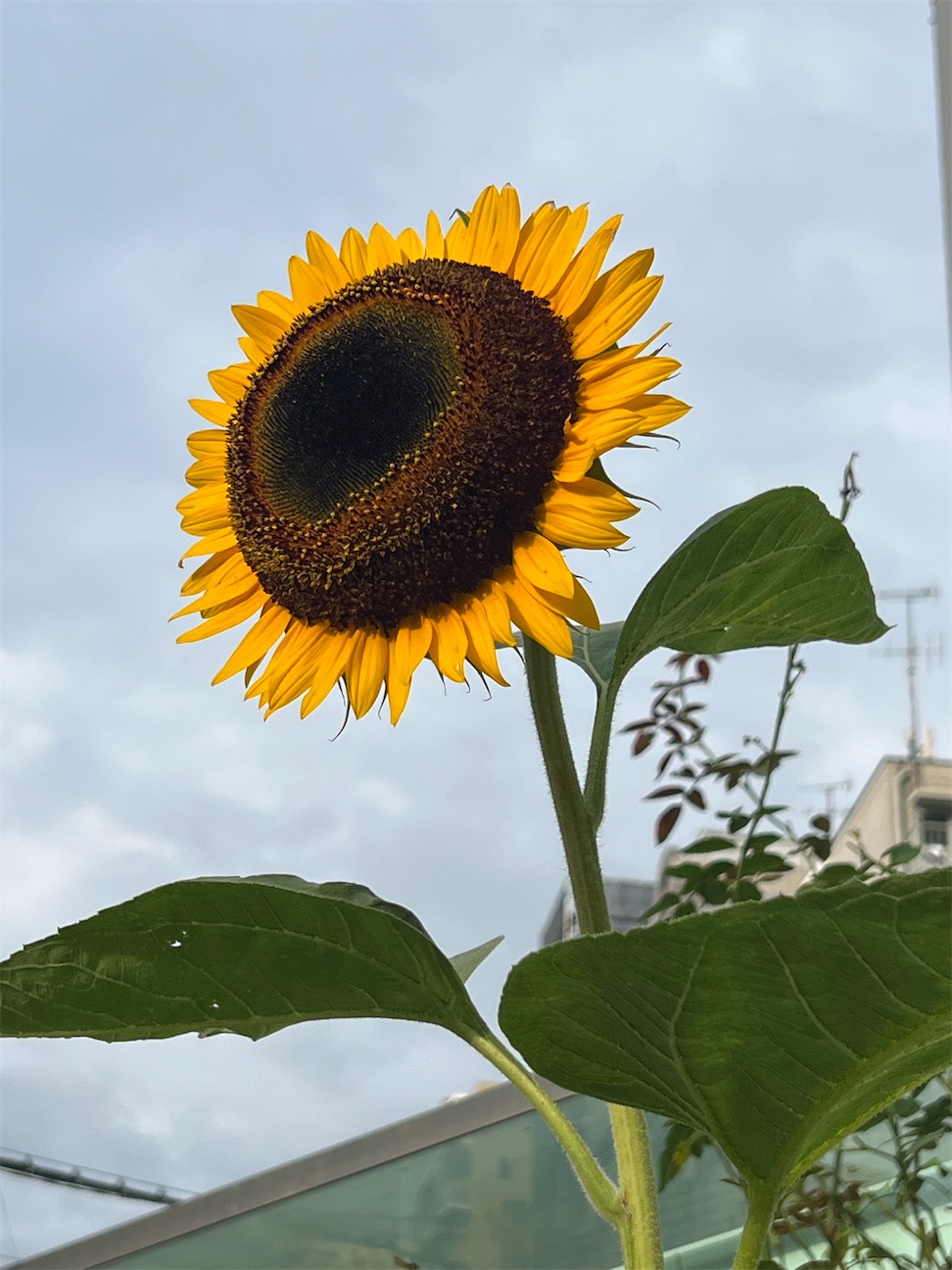 f:id:ktoku3:20260925215233j:image