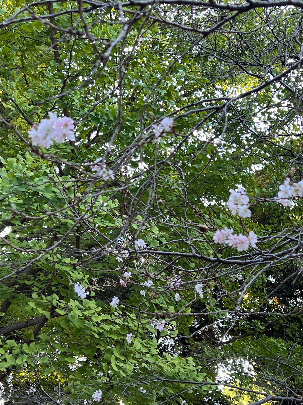 f:id:ktoku3:20261011152825j:image f:id:ktoku3:20261011152825j:image