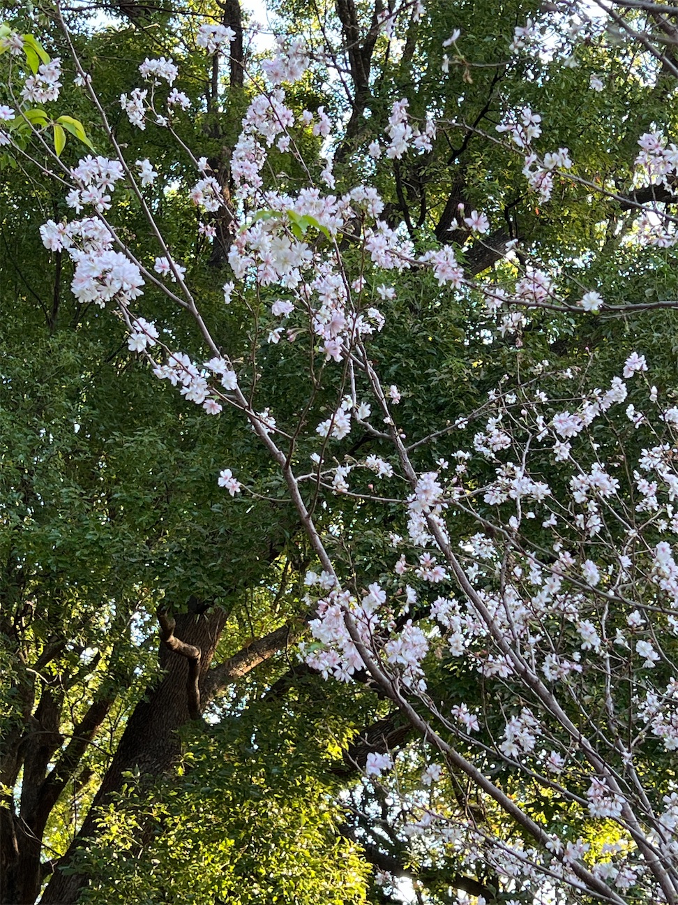 f:id:ktoku3:20261011152826j:image f:id:ktoku3:20261011152826j:image