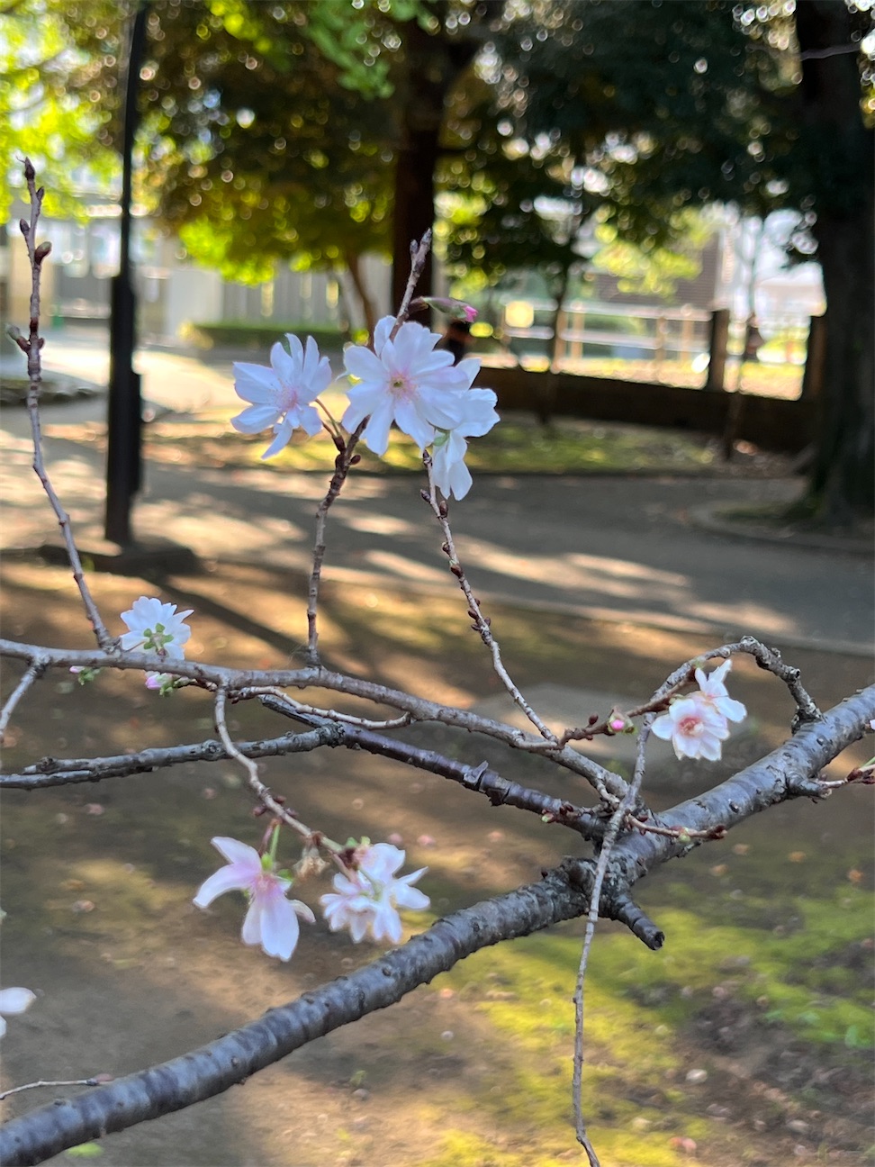 f:id:ktoku3:20261011152829j:image f:id:ktoku3:20261011152829j:image