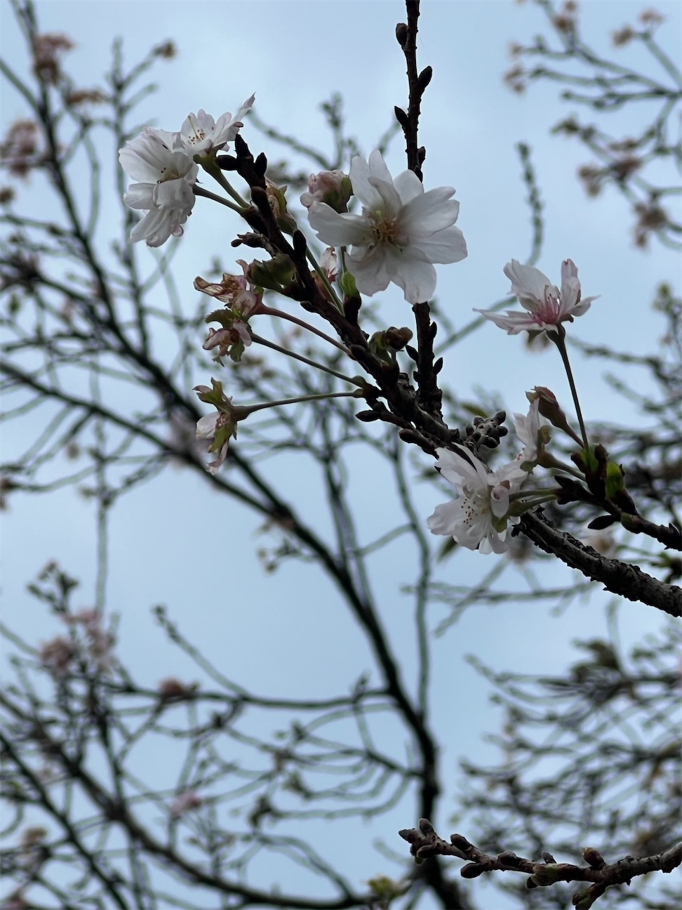 f:id:ktoku3:20261017212801j:image