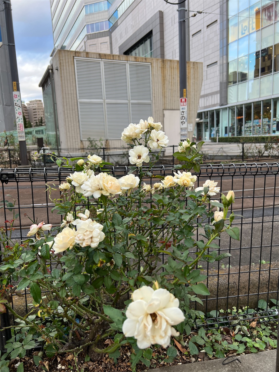 f:id:ktoku3:20261029072441j:image