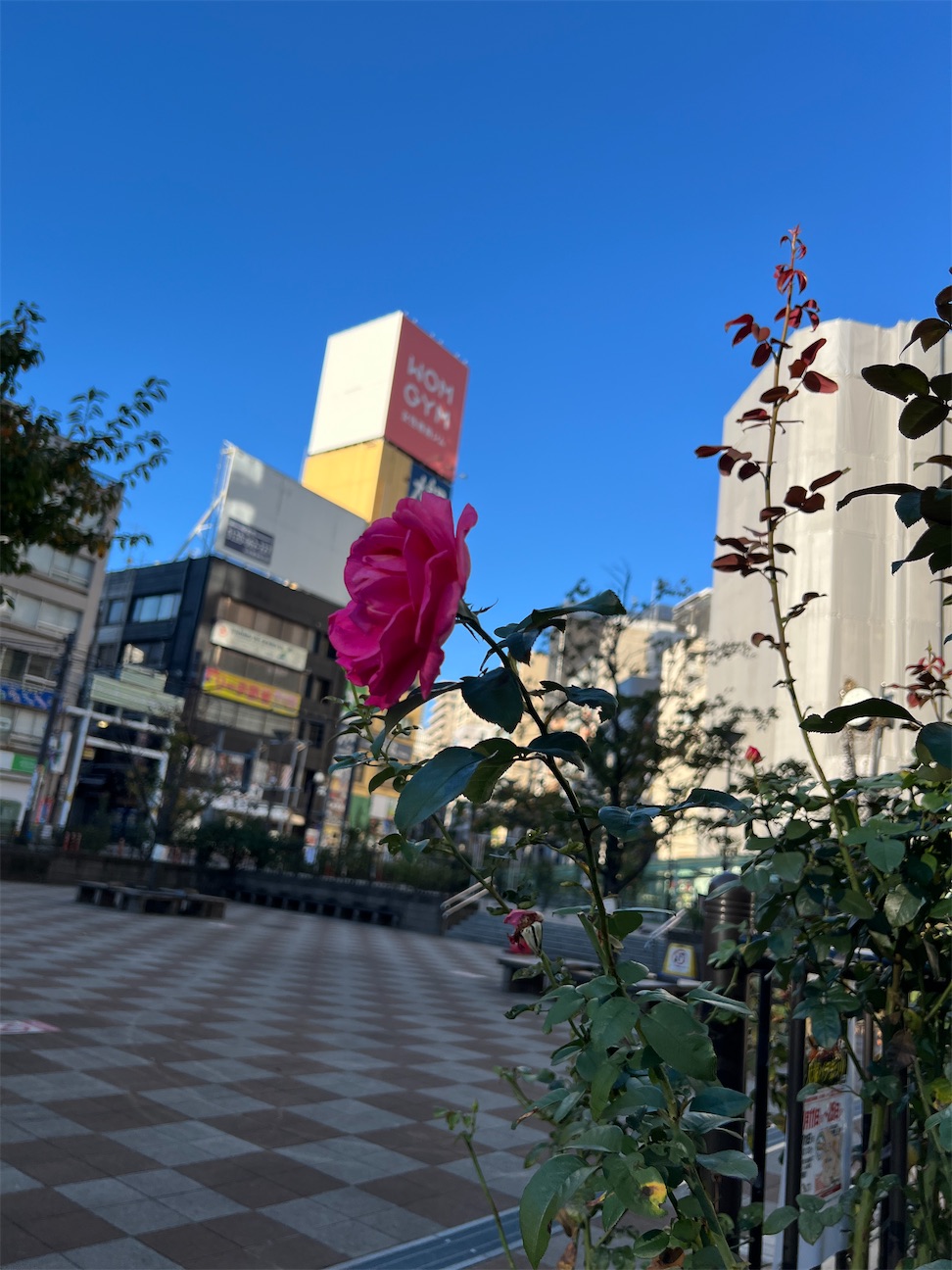 f:id:ktoku3:20261029072444j:image