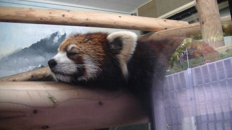 f:id:ktomato:20140620112542j:image:w360:left