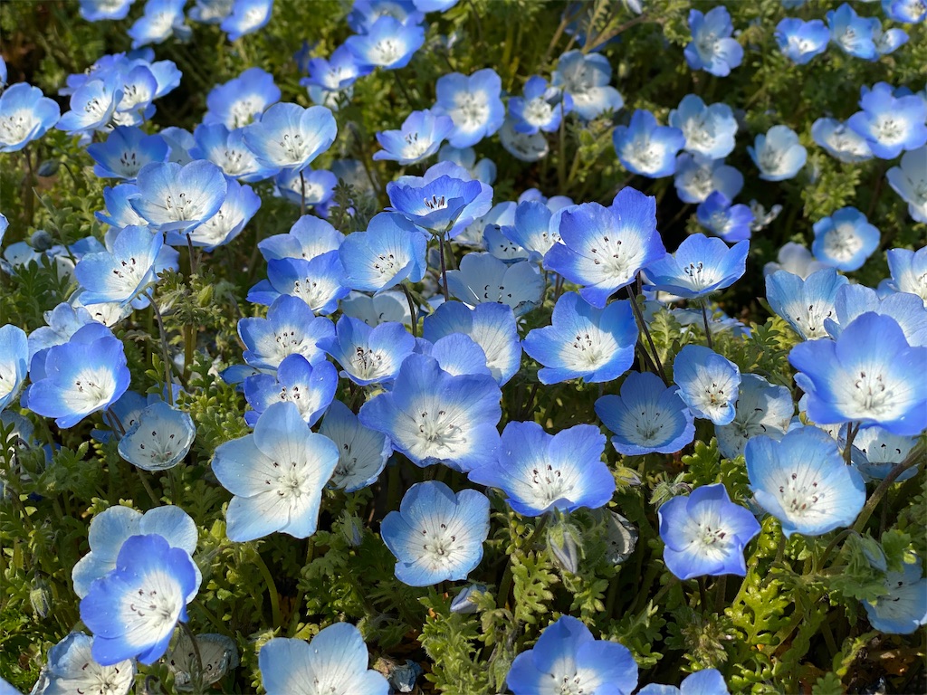 f:id:ktomihi:20200330164209j:image
