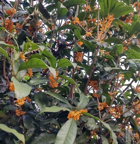 f:id:ktoshi3:20211031194014j:plain