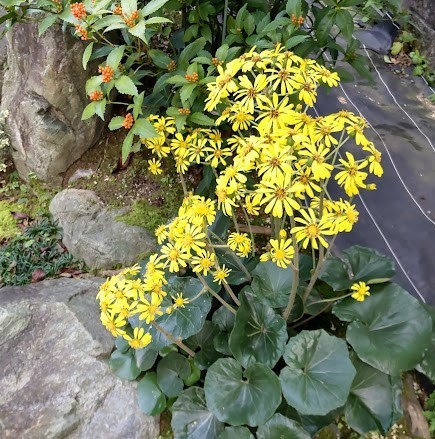 f:id:ktoshi3:20211031194026j:plain